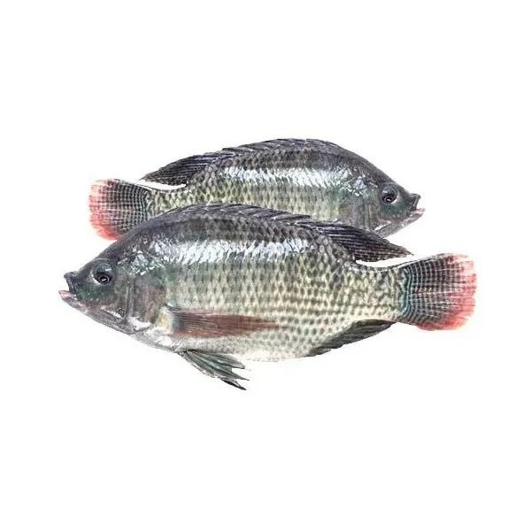 Telapia Fish Big