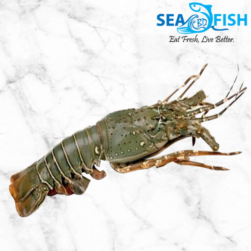 LV FISH LOBSTAR (6/8 pcs kg) .