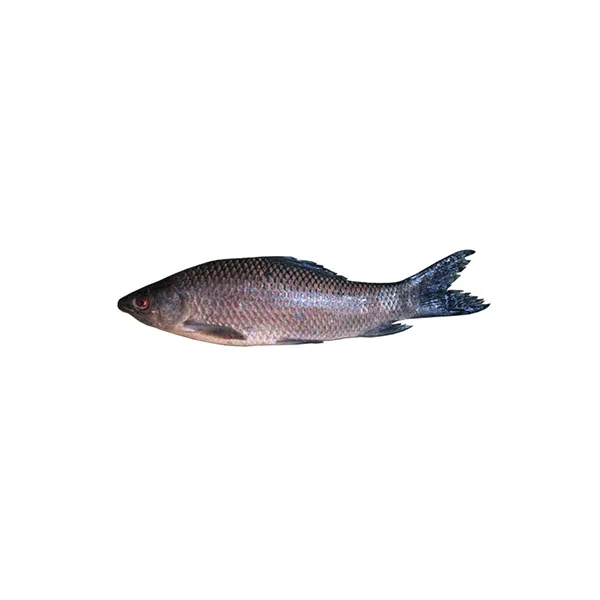 Kal Baush Fish Big