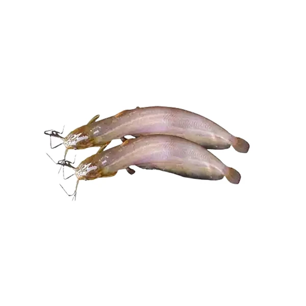 Shing Fish