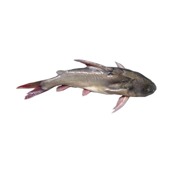 Rita Fish Local Small