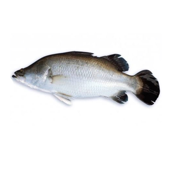 KORAL FISH (1-1.4 kg)