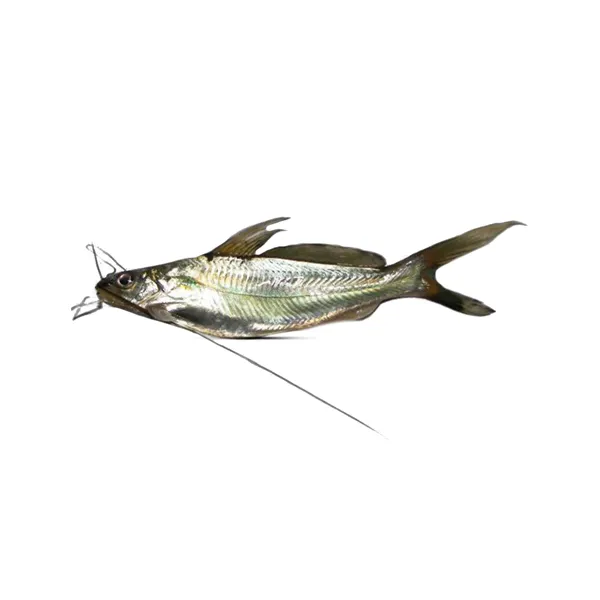 Gulsha Fish - Farm